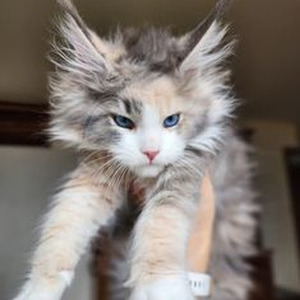 Baguettes in the Face (sped up)