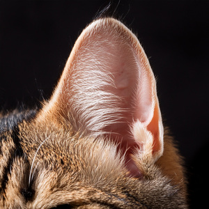 Fur Nestled Against The Quiet