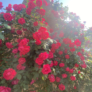 辛夷花开在云端.wav