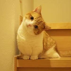 躲在角落里的猫