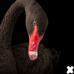 No Stones (Original Mix)