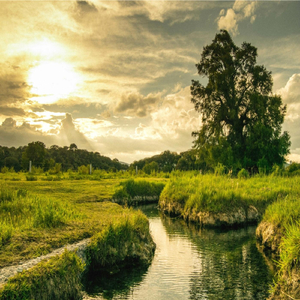 Canción Tamazulápam