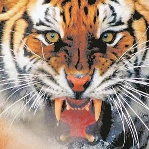 星星是我看你的眼睛