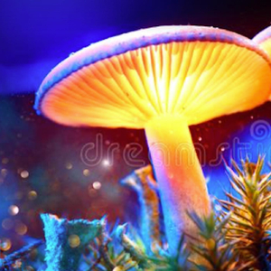 Mycena