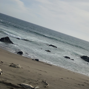 Shot Colla's In Impalas