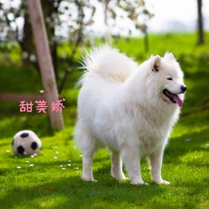 甜美娇 (狗狗安抚)