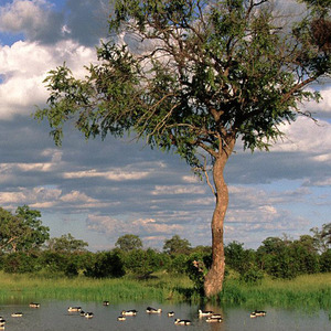 笑顔という世界