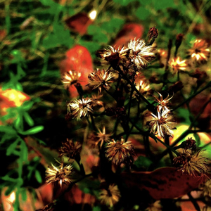 如果枯萎后选择继续燃烧