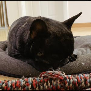 《bad guy》（Cover Billie Eilish）（翻自 土木三班_陈同学）