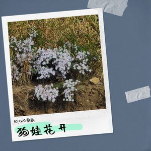 狗娃花开
