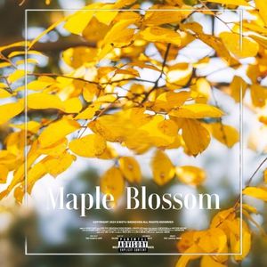 Maple Blossom（枫华）