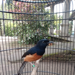 Sepiku