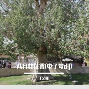 八月桂花遍地开