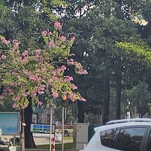 海岸线的引擎盖