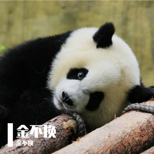 小茉莉