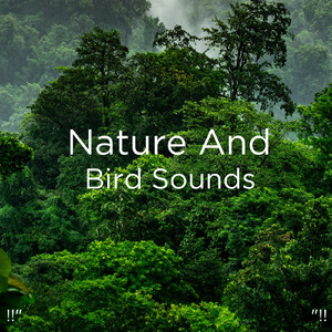 Bird Sounds