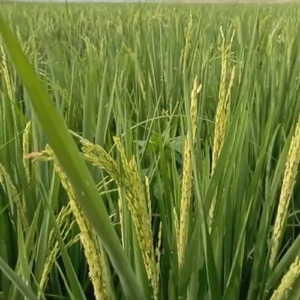 SUARA GEMERCIK AIR DAN BURUNG