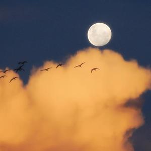 小幸运（Cover 田馥甄）