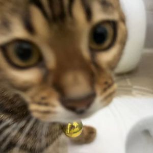 夜空中最亮的星