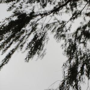 醉花阴（翻自 陈昊宇）