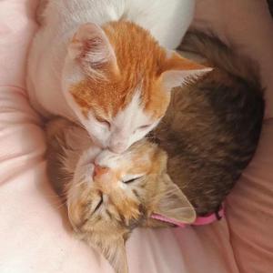 通天大道宽又阔（翻自 崔京浩）