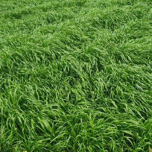 风中的旷野(node)