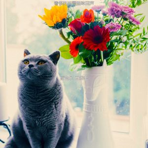 精彩可爱猫咪环境