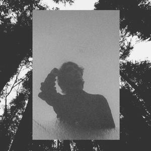 Conifers