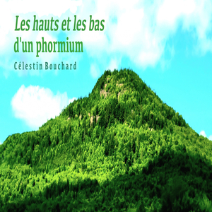 Les hauts et les bas d'un Phormium
