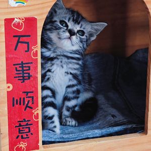 《E8r钢琴曲》陪小猫咪睡觉