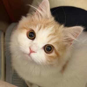 遇见你的时候所有星星落到我头上