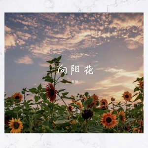 向阳花