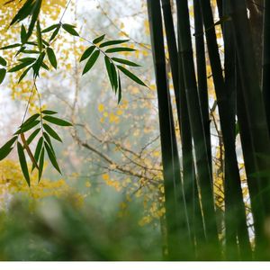 竹串ちくわ焼き (Food Music)