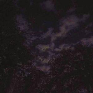 Golden Ladybug (feat. Mark Phillips)