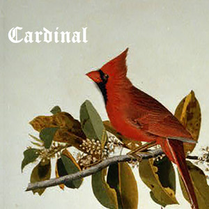 Cardinal