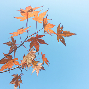 过云雨（翻自 Hins）