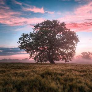 The Scent Of My Thoughts