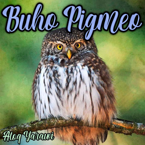 Buho Pigmeo