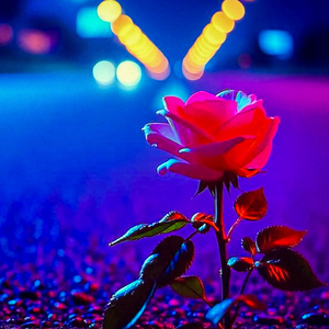 UNE ROSE UN ESPOIR
