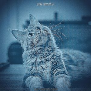 温和放松的猫梦想