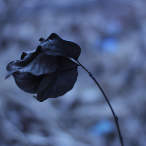 Wilted Glow
