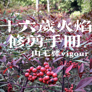 16岁火焰修剪手册(Prod.Yn1Jasper)