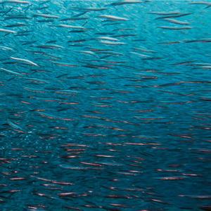 FISHGAME 16 (feat. Mac Pato)