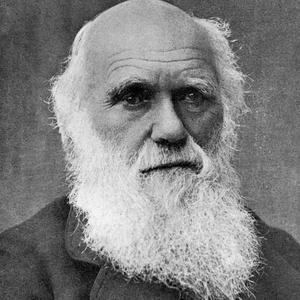 达尔文（男版）