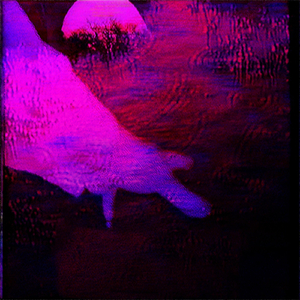 Gönlünde Güzellikler