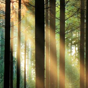 Air on the G String Piano