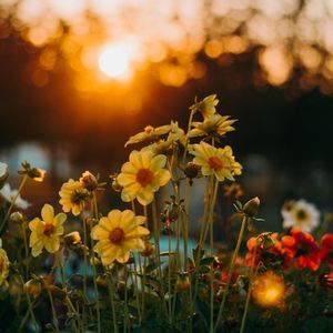 Náttúran Er Falleg - áStarsöngur Yndislegra Páfagauka (Og Annarra Fugla Sem Heimsækja Garðinn Minn)