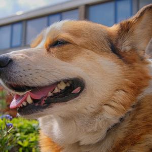 Jh-sheep-雨（Jh-sheep remix）