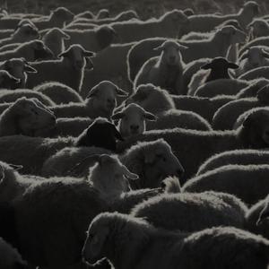 牧羊人（Prod.TurYee）