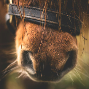 Hopalong